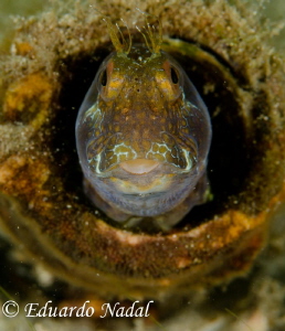 goby by Eduardo Nadal 
